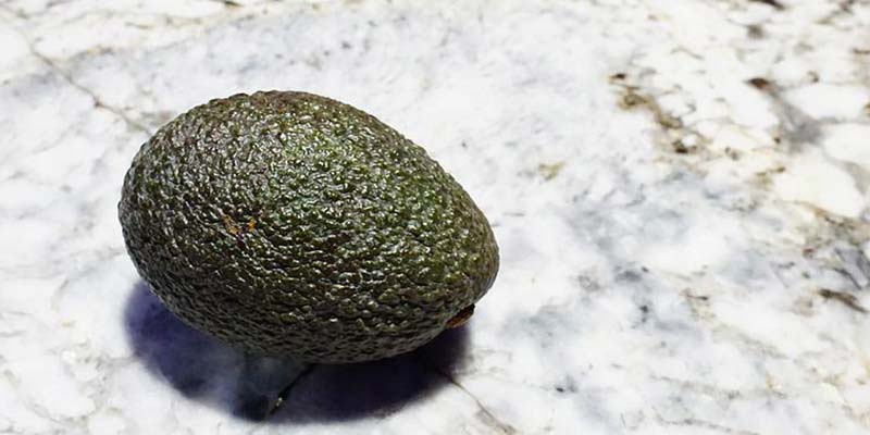 avocado lagern