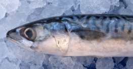 einfrieren glacieren fisch