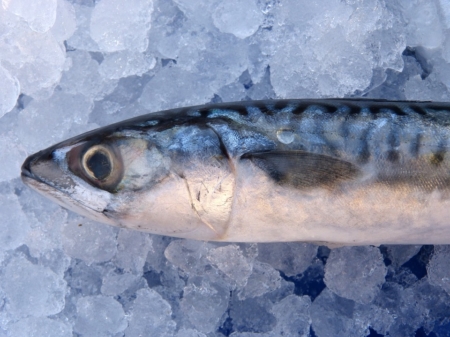 einfrieren glacieren fisch