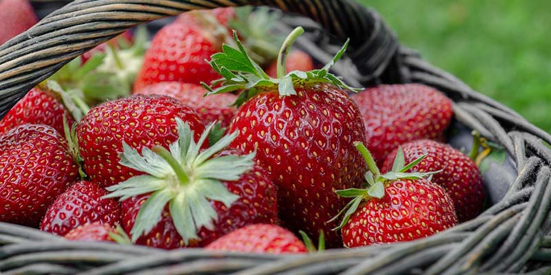 erdbeeren kühlschrank