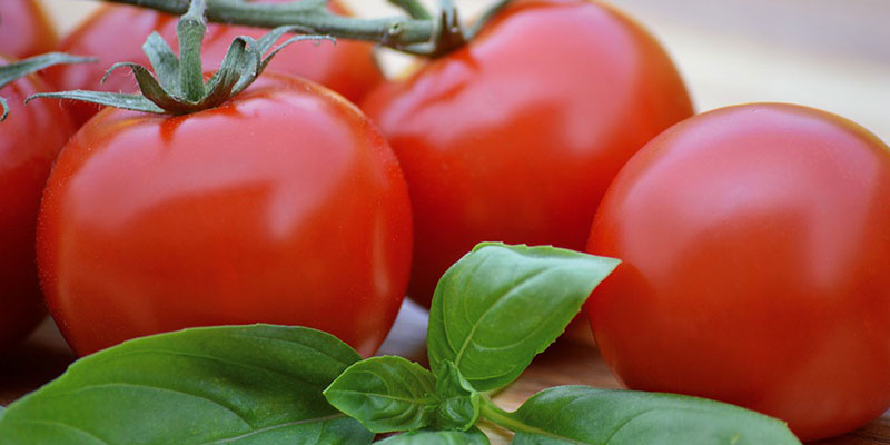 tomaten im kühlschrank